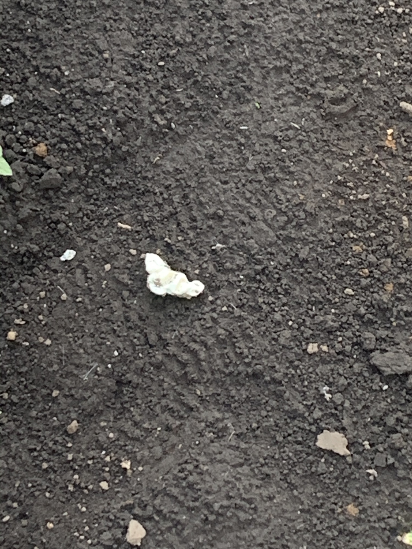 人の家にガム！