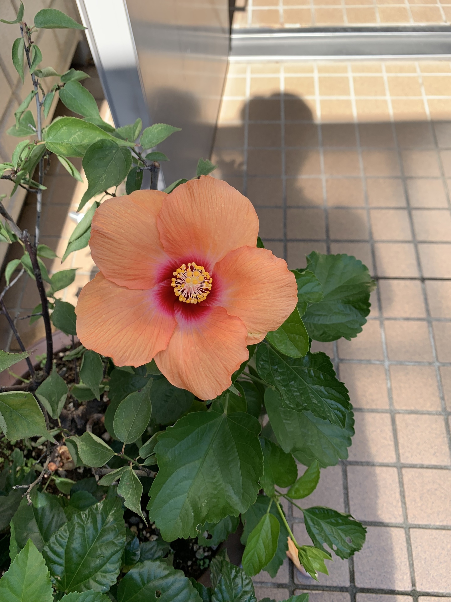 夏使用のハイビスカス。