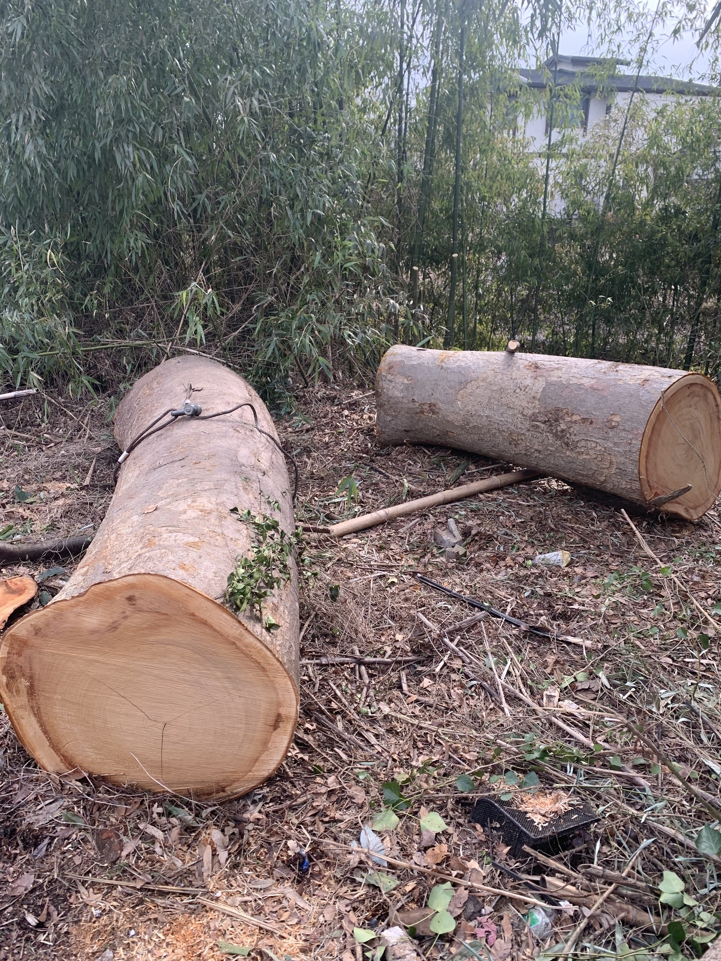 伐採済のケヤキ