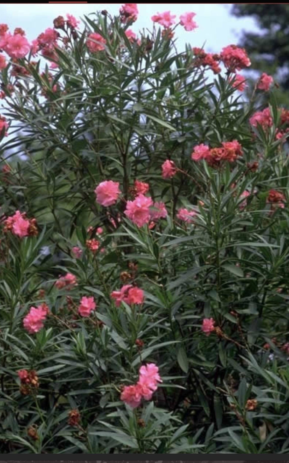 キョウチクトウ