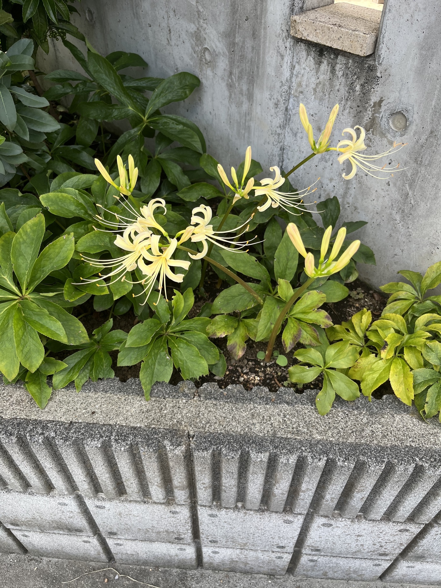 彼岸花別目、曼珠沙華