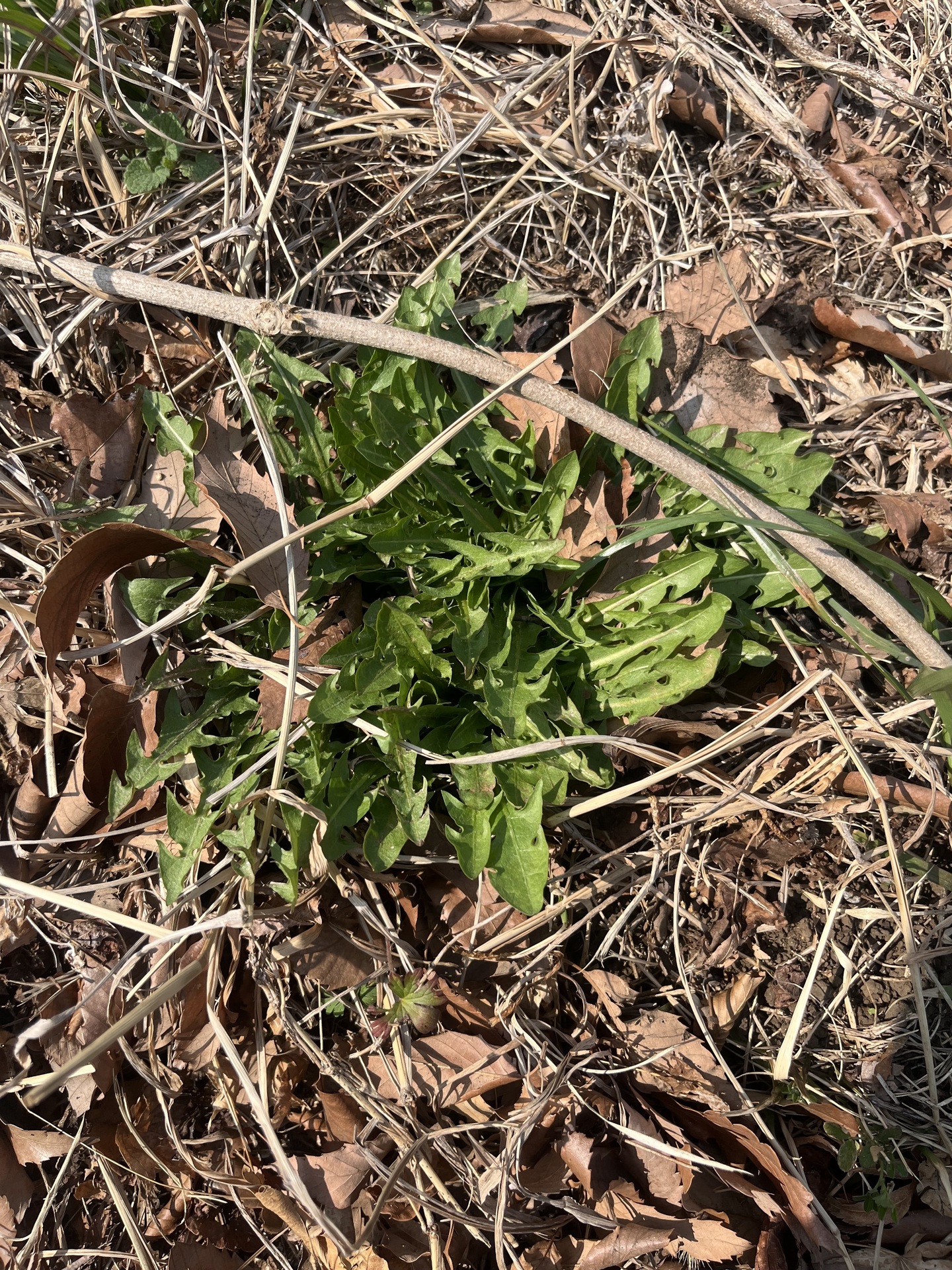 たぶん、ダンデライオン。。。